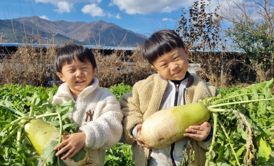 싱싱한 무를 수확해요